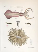 An illustration from Zoology of New York; or, The New York fauna [Series: Natural history of New York] (1842)