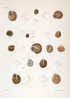 An illustration from Zoology of New York; or, The New York fauna [Series: Natural history of New York] (1842)