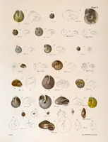 An illustration from Zoology of New York; or, The New York fauna [Series: Natural history of New York] (1842)
