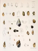 Picture 285 of 336 from Zoology of New York; or, The New York fauna [Series: Natural history of New York] (1842), leaf 285