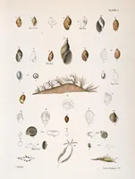 An illustration from Zoology of New York; or, The New York fauna [Series: Natural history of New York] (1842)