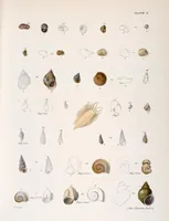An illustration from Zoology of New York; or, The New York fauna [Series: Natural history of New York] (1842)