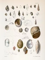 An illustration from Zoology of New York; or, The New York fauna [Series: Natural history of New York] (1842)