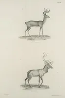 An illustration from Zoology of New York; or, The New York fauna [Series: Natural history of New York] (1842)