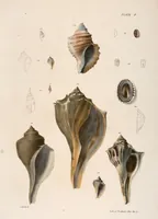 Picture 290 of 336 from Zoology of New York; or, The New York fauna [Series: Natural history of New York] (1842), leaf 290