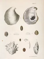 An illustration from Zoology of New York; or, The New York fauna [Series: Natural history of New York] (1842)