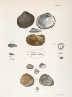 An illustration from Zoology of New York; or, The New York fauna [Series: Natural history of New York] (1842)