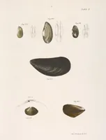Picture 294 of 336 from Zoology of New York; or, The New York fauna [Series: Natural history of New York] (1842), leaf 294
