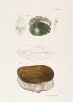 Picture 296 of 336 from Zoology of New York; or, The New York fauna [Series: Natural history of New York] (1842), leaf 296