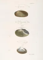Picture 297 of 336 from Zoology of New York; or, The New York fauna [Series: Natural history of New York] (1842), leaf 297
