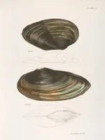 An illustration from Zoology of New York; or, The New York fauna [Series: Natural history of New York] (1842)