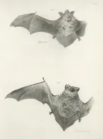 An illustration from Zoology of New York; or, The New York fauna [Series: Natural history of New York] (1842)