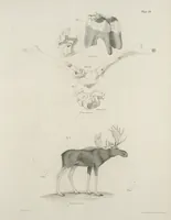 An illustration from Zoology of New York; or, The New York fauna [Series: Natural history of New York] (1842)