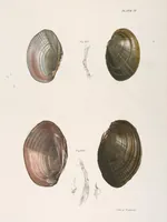 An illustration from Zoology of New York; or, The New York fauna [Series: Natural history of New York] (1842)