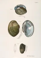 Picture 302 of 336 from Zoology of New York; or, The New York fauna [Series: Natural history of New York] (1842), leaf 302