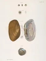 An illustration from Zoology of New York; or, The New York fauna [Series: Natural history of New York] (1842)