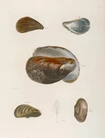 Picture 305 of 336 from Zoology of New York; or, The New York fauna [Series: Natural history of New York] (1842), leaf 305