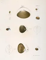 An illustration from Zoology of New York; or, The New York fauna [Series: Natural history of New York] (1842)
