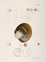 An illustration from Zoology of New York; or, The New York fauna [Series: Natural history of New York] (1842)
