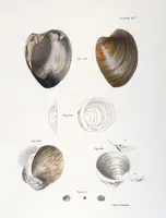Picture 308 of 336 from Zoology of New York; or, The New York fauna [Series: Natural history of New York] (1842), leaf 308
