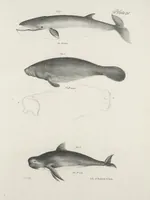 An illustration from Zoology of New York; or, The New York fauna [Series: Natural history of New York] (1842)