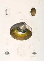 An illustration from Zoology of New York; or, The New York fauna [Series: Natural history of New York] (1842)