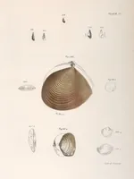 Picture 312 of 336 from Zoology of New York; or, The New York fauna [Series: Natural history of New York] (1842), leaf 312