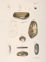 An illustration from Zoology of New York; or, The New York fauna [Series: Natural history of New York] (1842)