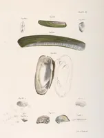 An illustration from Zoology of New York; or, The New York fauna [Series: Natural history of New York] (1842)