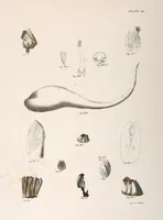 An illustration from Zoology of New York; or, The New York fauna [Series: Natural history of New York] (1842)