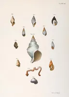 An illustration from Zoology of New York; or, The New York fauna [Series: Natural history of New York] (1842)