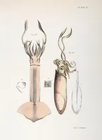 An illustration from Zoology of New York; or, The New York fauna [Series: Natural history of New York] (1842)