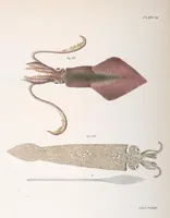 Picture 319 of 336 from Zoology of New York; or, The New York fauna [Series: Natural history of New York] (1842), leaf 319