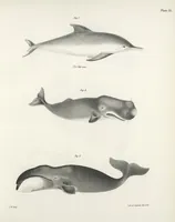 An illustration from Zoology of New York; or, The New York fauna [Series: Natural history of New York] (1842)