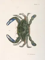 An illustration from Zoology of New York; or, The New York fauna [Series: Natural history of New York] (1842)