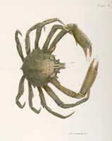 Picture 327 of 336 from Zoology of New York; or, The New York fauna [Series: Natural history of New York] (1842), leaf 327