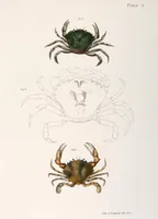 Picture 328 of 336 from Zoology of New York; or, The New York fauna [Series: Natural history of New York] (1842), leaf 328