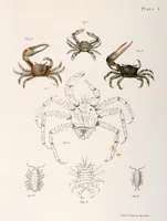 An illustration from Zoology of New York; or, The New York fauna [Series: Natural history of New York] (1842)