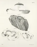 An illustration from Zoology of New York; or, The New York fauna [Series: Natural history of New York] (1842)