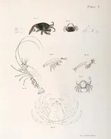 An illustration from Zoology of New York; or, The New York fauna [Series: Natural history of New York] (1842)
