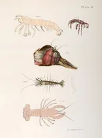 An illustration from Zoology of New York; or, The New York fauna [Series: Natural history of New York] (1842)