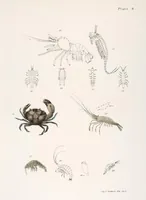 An illustration from Zoology of New York; or, The New York fauna [Series: Natural history of New York] (1842)