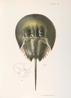 An illustration from Zoology of New York; or, The New York fauna [Series: Natural history of New York] (1842)