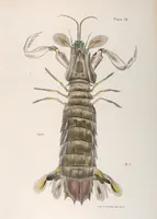 An illustration from Zoology of New York; or, The New York fauna [Series: Natural history of New York] (1842)
