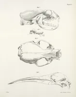 An illustration from Zoology of New York; or, The New York fauna [Series: Natural history of New York] (1842)