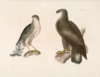 An illustration from Zoology of New York; or, The New York fauna [Series: Natural history of New York] (1842)