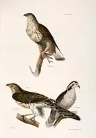 An illustration from Zoology of New York; or, The New York fauna [Series: Natural history of New York] (1842)