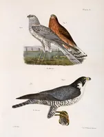 An illustration from Zoology of New York; or, The New York fauna [Series: Natural history of New York] (1842)
