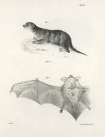 An illustration from Zoology of New York; or, The New York fauna [Series: Natural history of New York] (1842)
