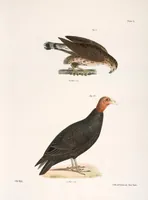An illustration from Zoology of New York; or, The New York fauna [Series: Natural history of New York] (1842)